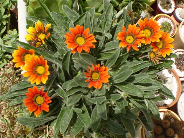 gazanija